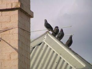 איסכורית - הפתרון המושלם לקירוי וחיפוי